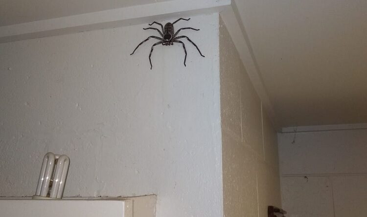 aranha gigante na cozinha